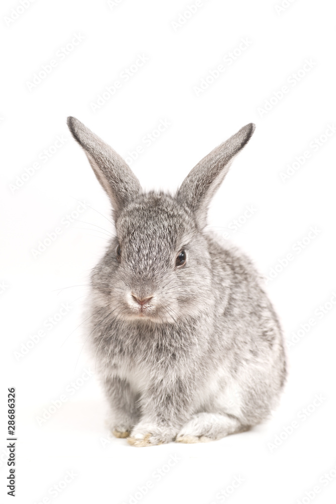 Adorable cute rabbit sit on white background Adorable cute rabbit sit on white background