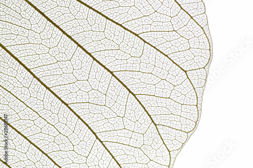 Nervures de feuille isolées