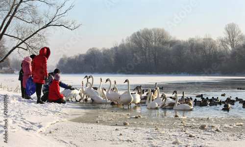 Swans and ducks on river in winter