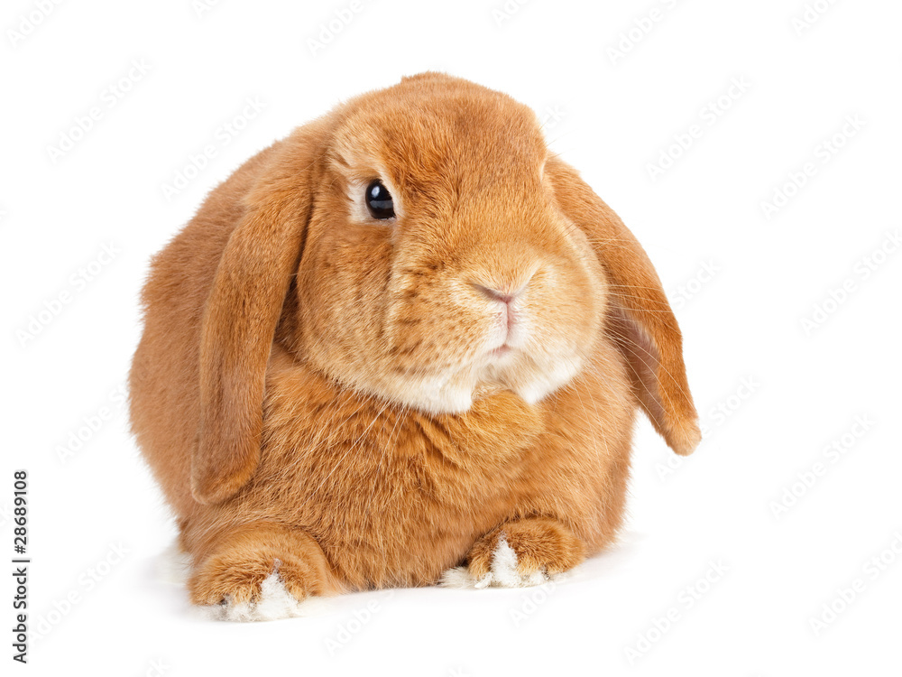 Rabbit. Rabbit.