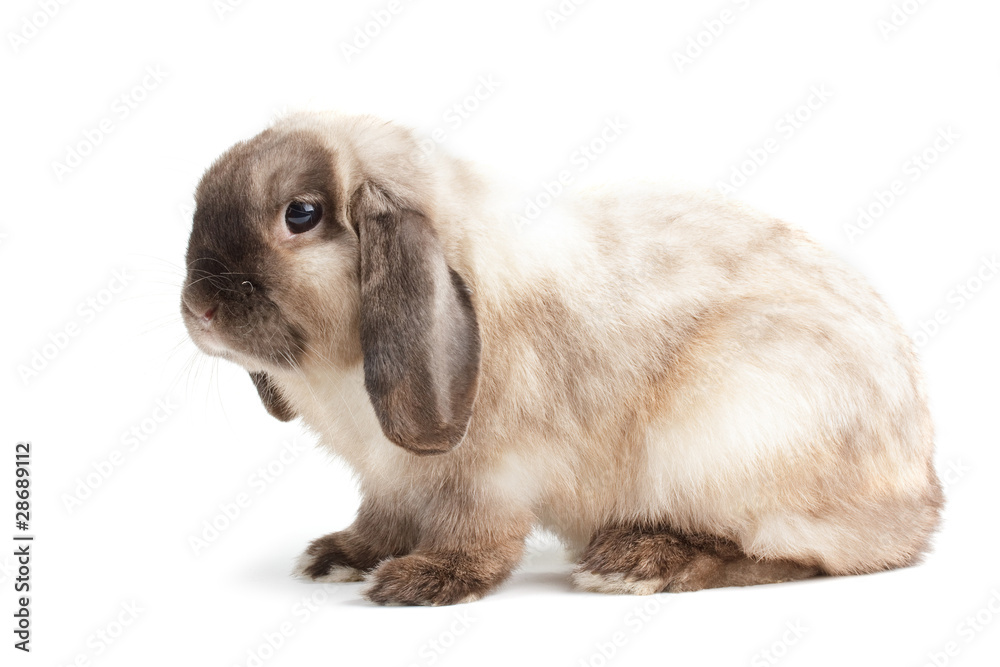 Rabbit. Rabbit.