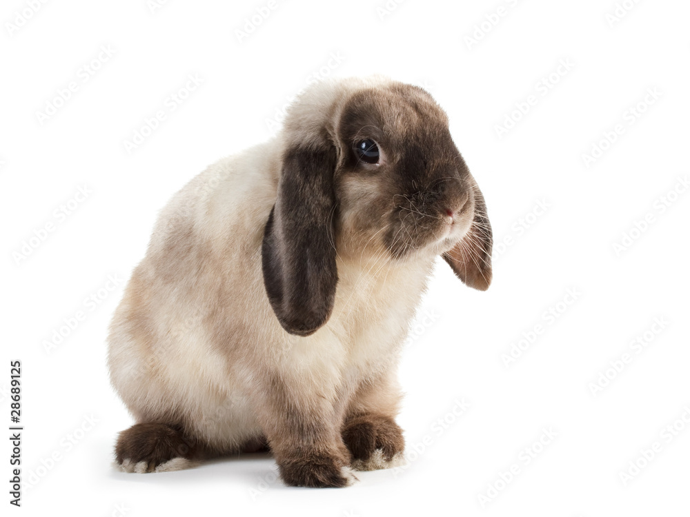Rabbit. Rabbit.