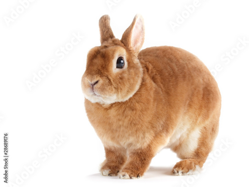 Rabbit.