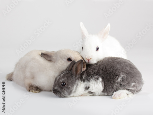 3 Rabbit baby