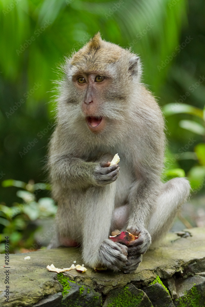 Monkey (Macaca fascicularis)