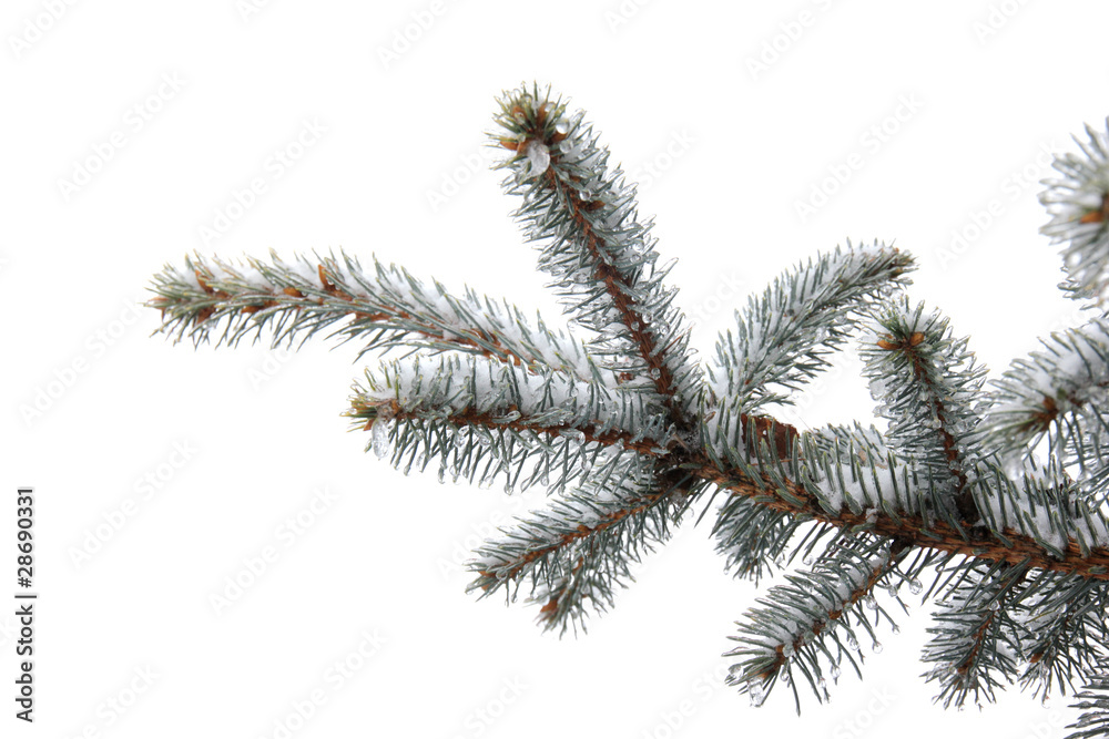 Fir tree branch isolated on white background Fir tree branch isolated on white background