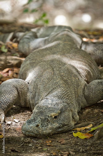 komodo dragon in natural habitat