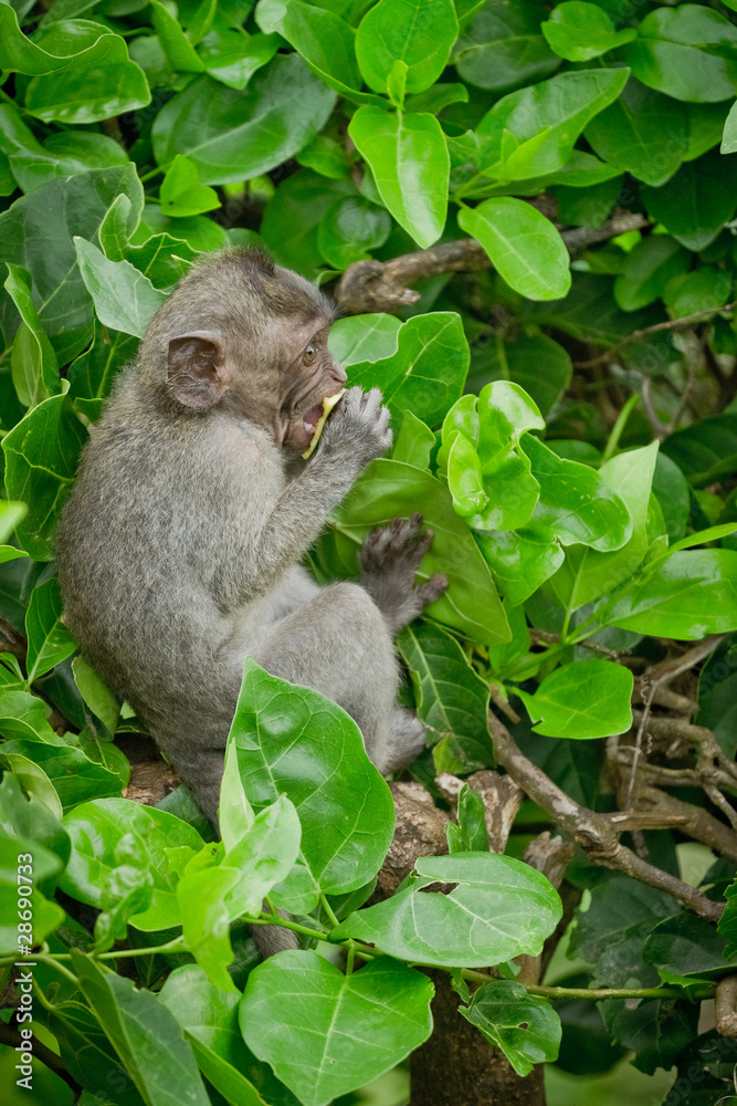 Naklejka premium Monkey (Macaca fascicularis) in its natural habitat - Bali, Indonesia