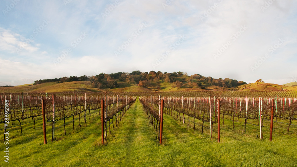 Winter Vineyard Awaiting Springtime