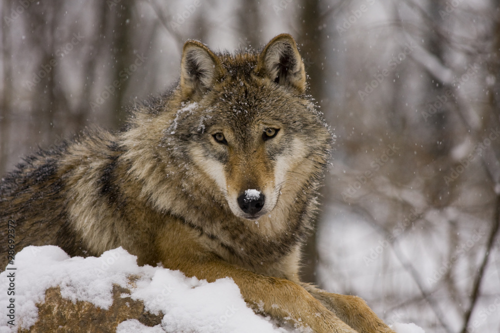 European grey wolf (Canis lupus lupus) European grey wolf (Canis lupus lupus)