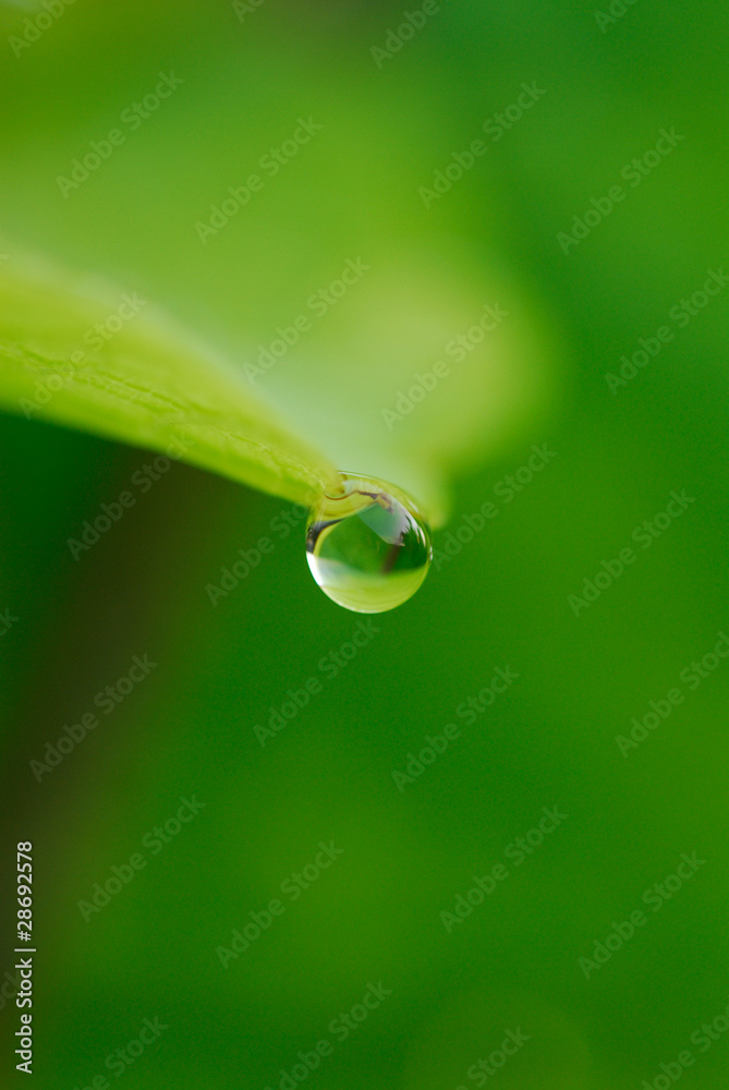 Blatt mit Wassertropfen Blatt mit Wassertropfen