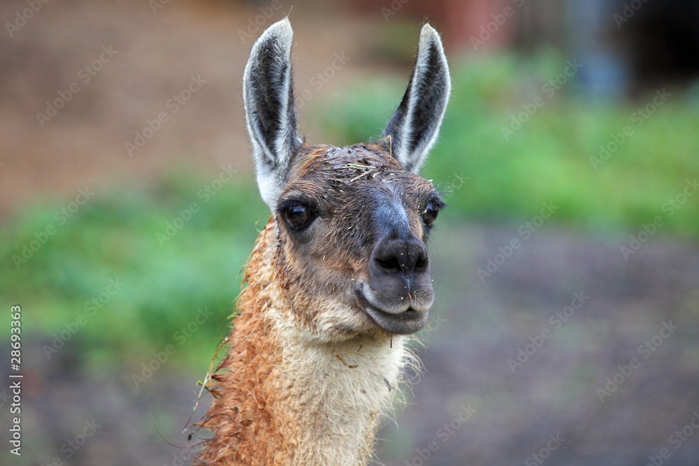 Fototapeta premium Bild von einem Alpaka Tier. Image of an alpaca animal