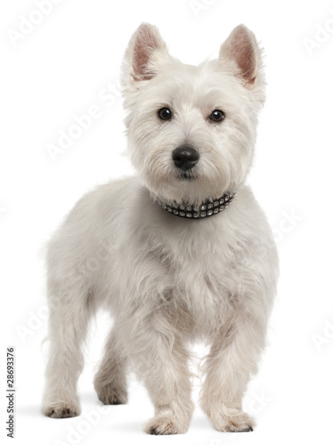 West Highland White Terrier, 8 months old, standing