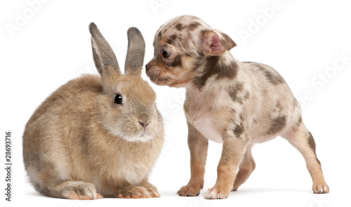 Chihuahua interacting with a rabbit i