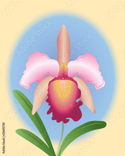 cattleya orchid
