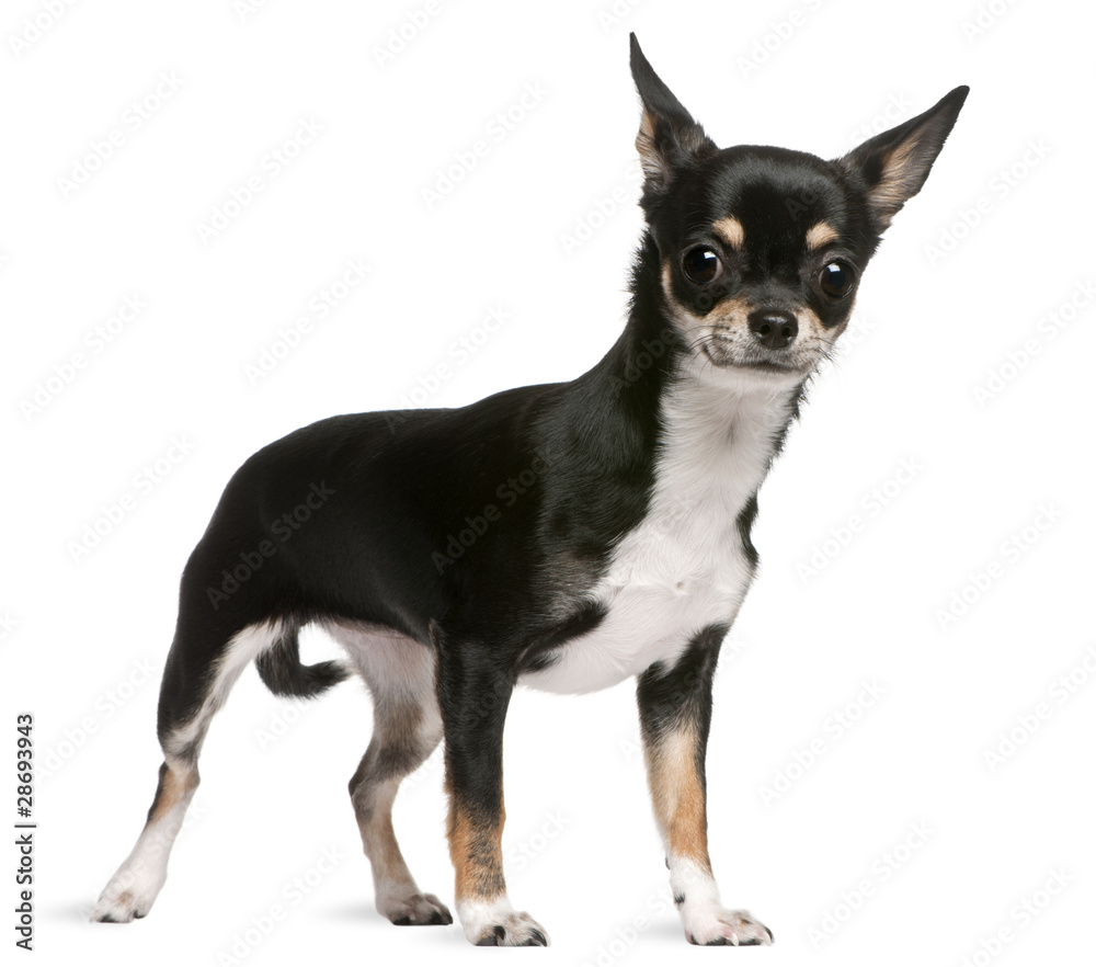 Chihuahua, 7 years old, standing in front of white background