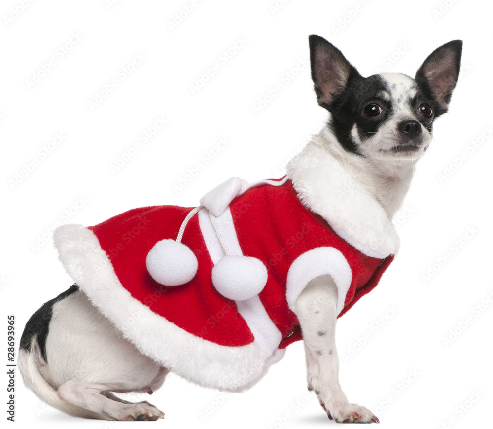 Chihuahua, 2 years old, dressed in Santa outfit, sitting