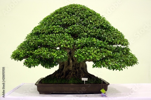Banyan or ficus bonsai tree