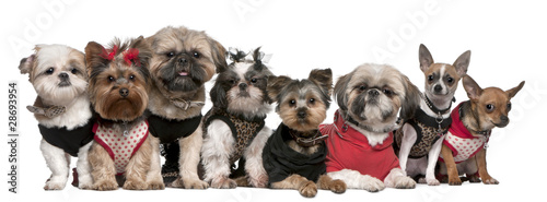 Portrait of dogs dressed up in front of white background