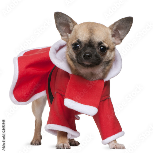 Chihuahua, 11 months old, in Santa outfit, standing © Eric Isselée