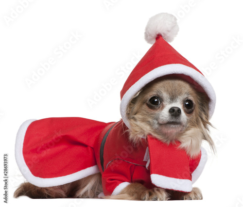 Chihuahua, 11 months old, in Santa outfit, lying © Eric Isselée