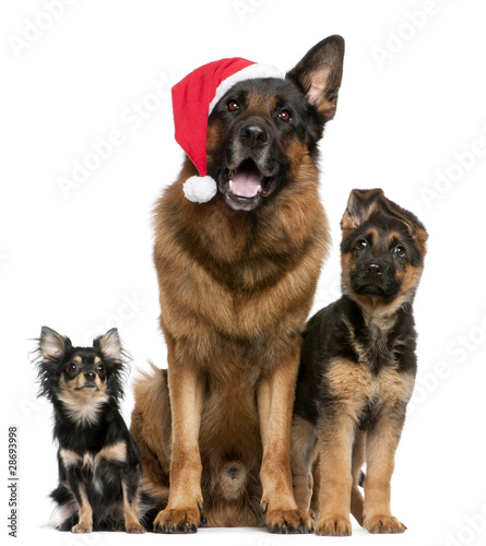 Chihuahua and German Shepherds with Santa hat sitting
