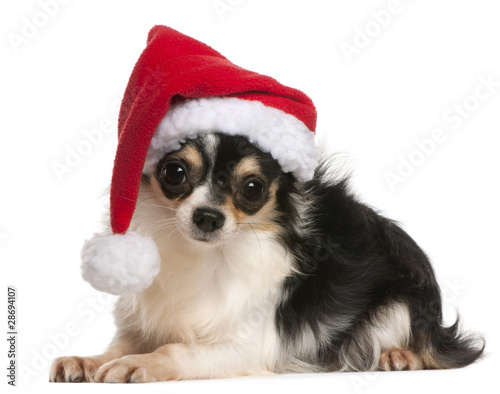 Chihuahua wearing Santa hat  18 months old  lying