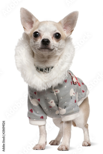 Chihuahua wearing winter outfit, 4 years old, standing