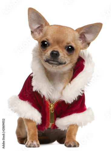 Chihuahua puppy wearing Santa coat, 6 months old, sitting © Eric Isselée