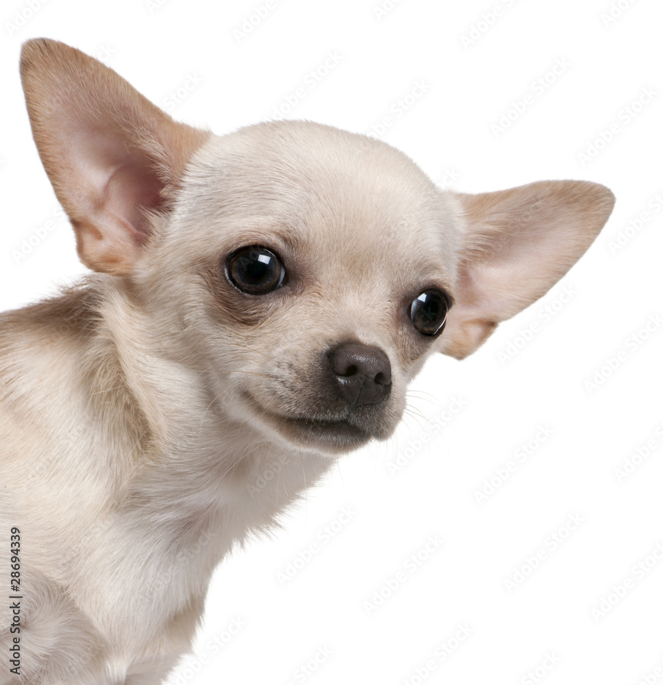 Close-up of Chihuahua, 8 months old