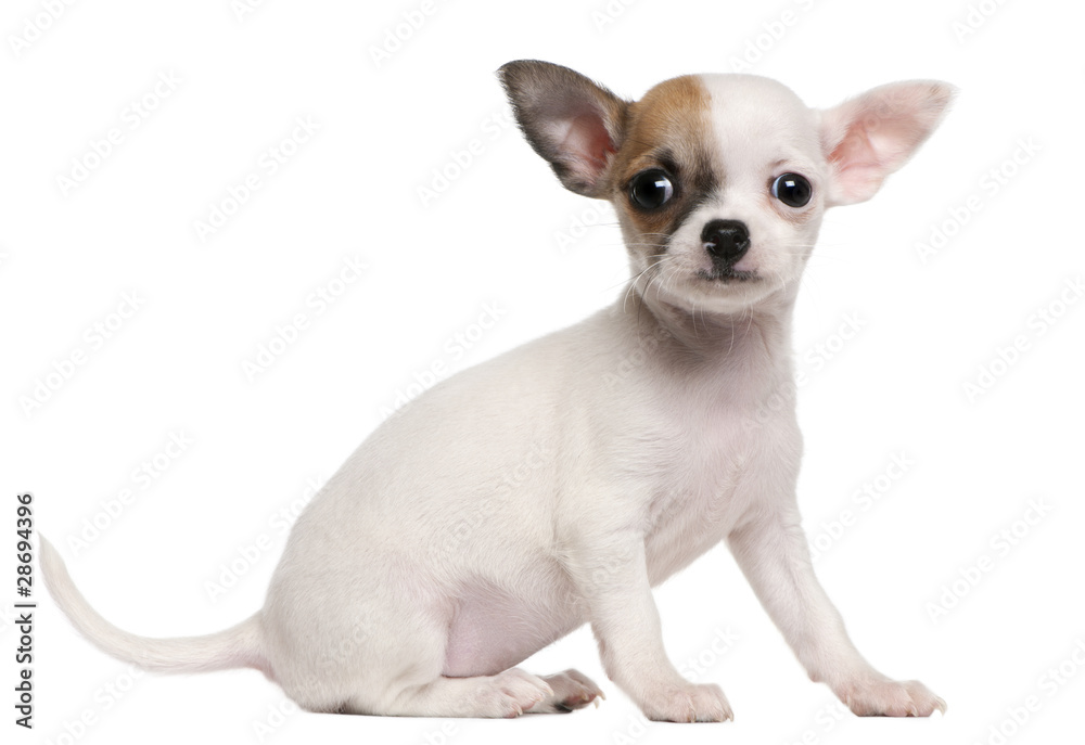 Chihuahua puppy, 2 months old, sitting