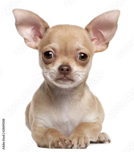 Chihuahua puppy, 2 months old, lying © Eric Isselée