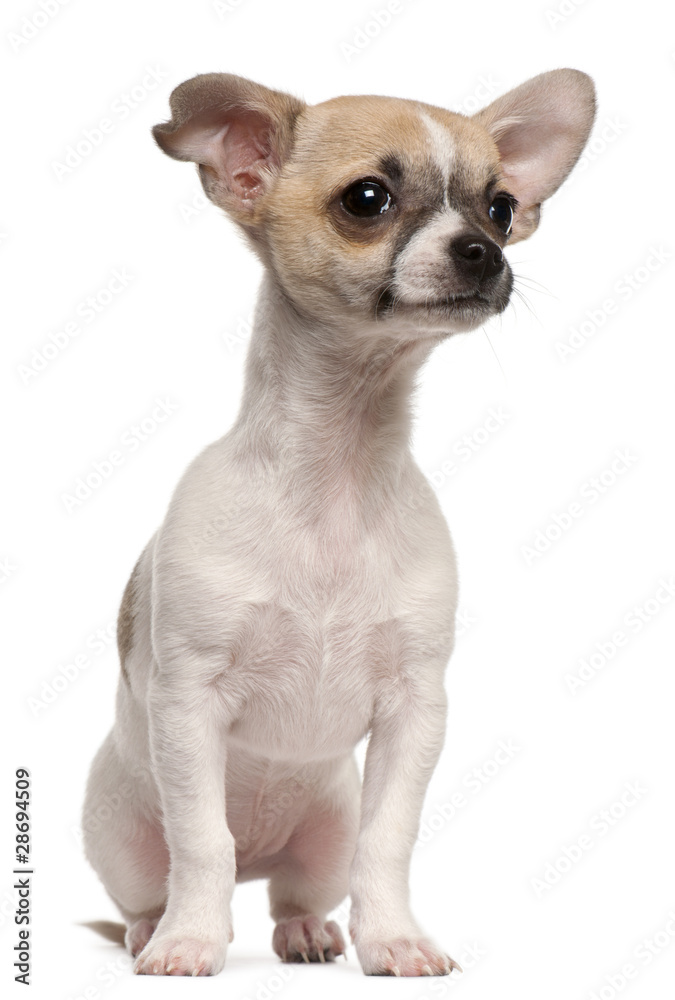 Chihuahua puppy, 3 months old, sitting