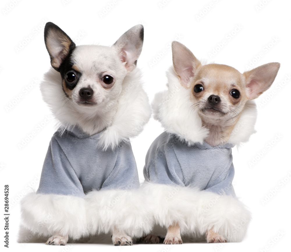 Chihuahua puppies dressed in blue winter outfits sitting
