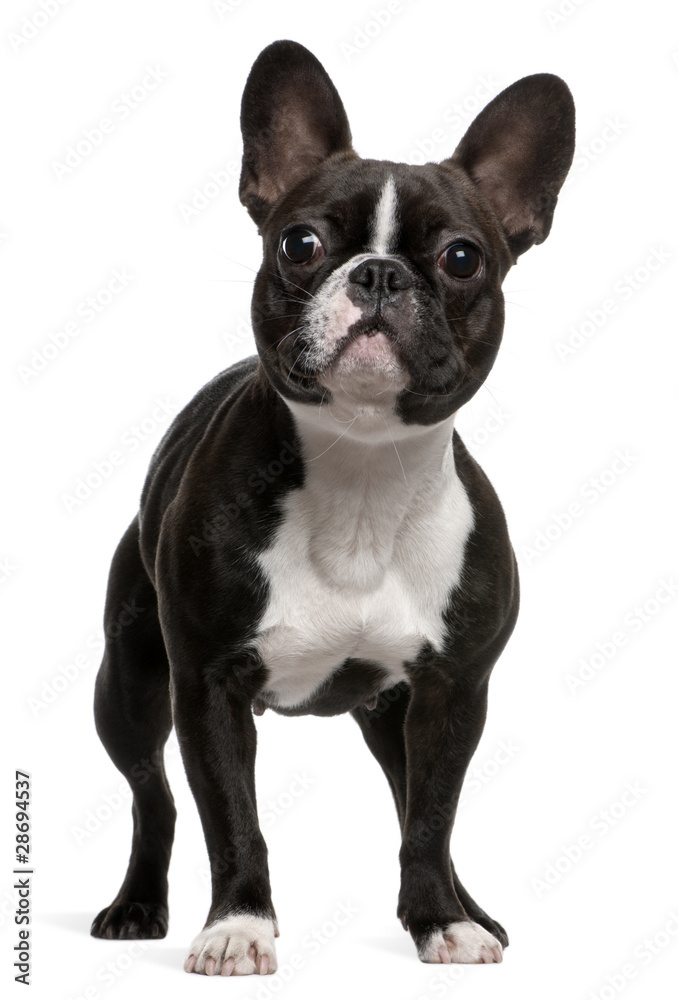 French Bulldog, 1 year old, standing