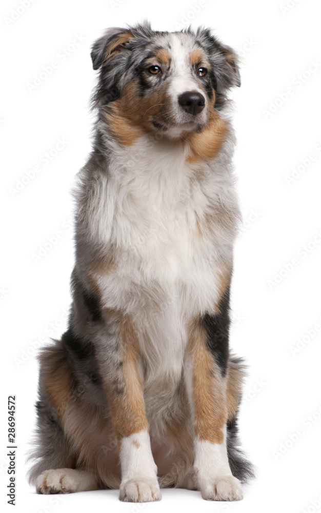 Australian Shepherd dog sitting in front of white background Australian Shepherd dog sitting in front of white background