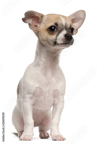 Chihuahua puppy, 3 months old, sitting © Eric Isselée