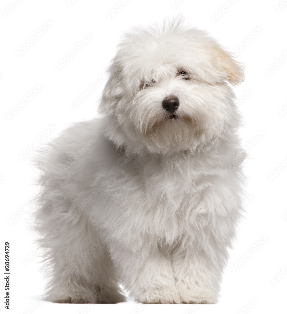 Coton de Tulear puppy, 4 months old, standing Coton de Tulear puppy, 4 months old, standing