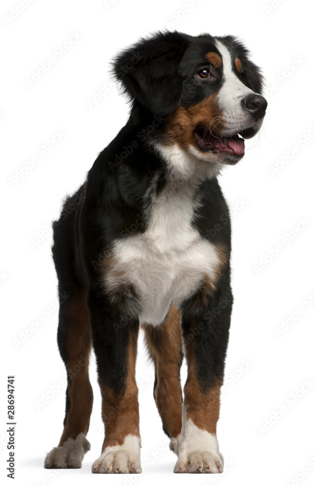Bernese mountain dog puppy, 4 months old, standing