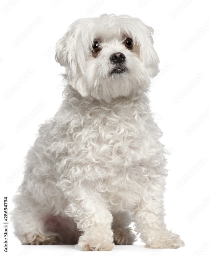 Maltese, 2 years old, sitting in front of white background