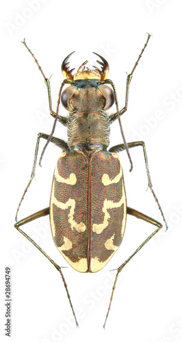 Cylindera trisignata photo