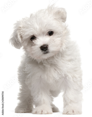 Maltese puppy, 2 months old, standing
