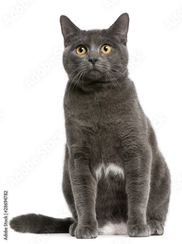 Fototapeta Naklejka Na Ścianę i Meble -  Chartreux cat, 6 months old, sitting