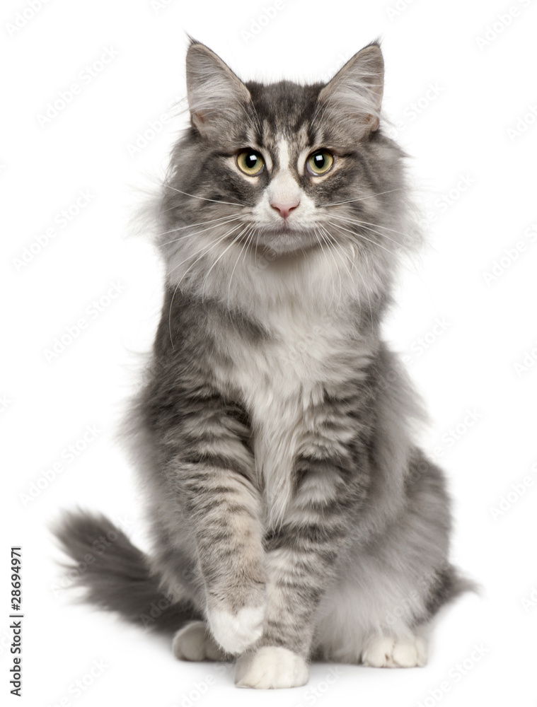 Obraz premium Norweski kot leśny, 5 miesięcy, siedzi
