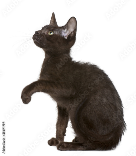 Canvas Print Havana Brown kitten, 15 weeks old, looking up