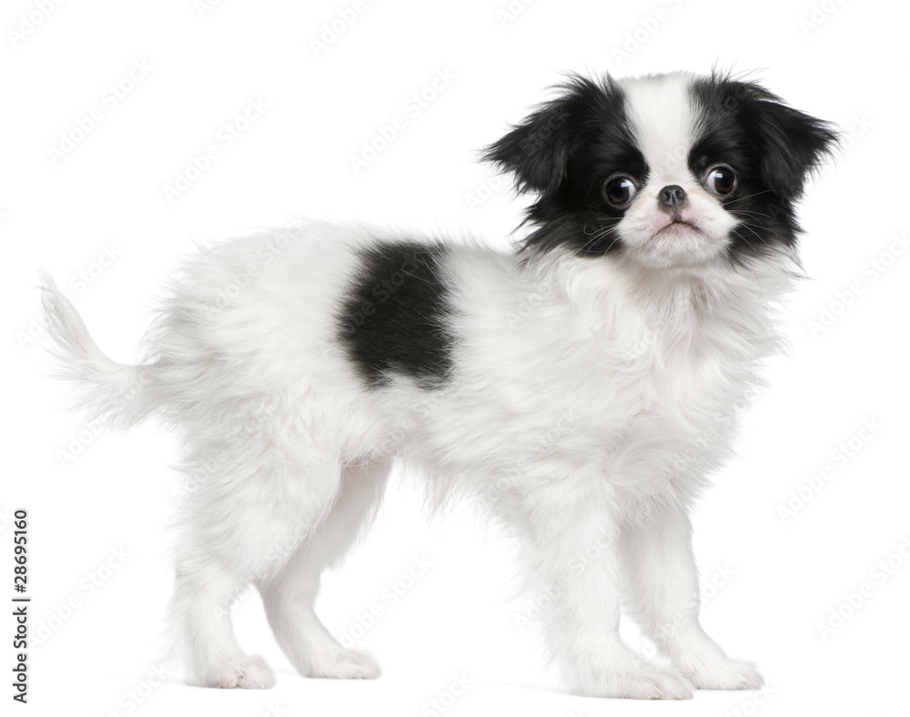 Japanese Chin puppy or Japanese Spaniel, 3 months old, standing