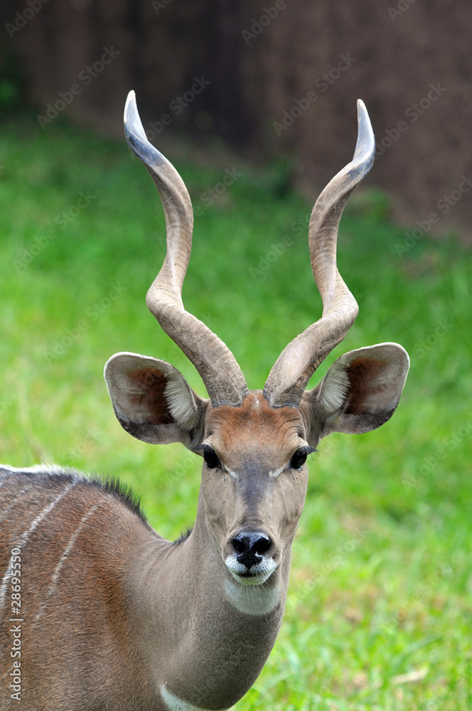 Antelope's portrait Antelope's portrait