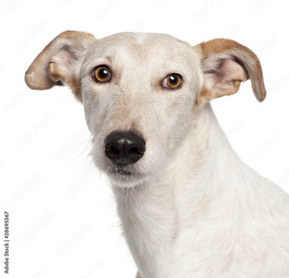 Close-up of Mixed-breed dog, 6 years old