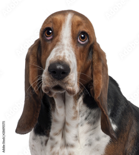 Bassett Hound, 6 years old, in front of white background