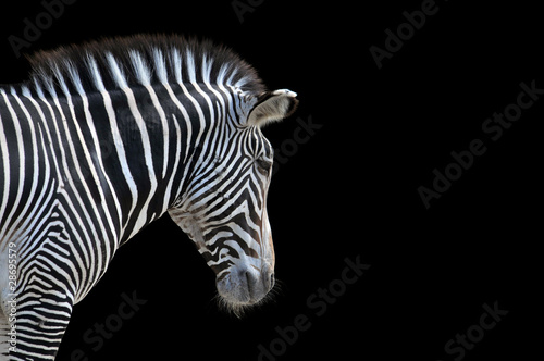 Portrait of Zebra © Carlos Santa Maria